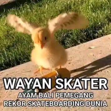 Stiker meme ayam lucu WhatsApp: Wayan Skater, ayam Bali pemegang rekor skateboarding dunia
