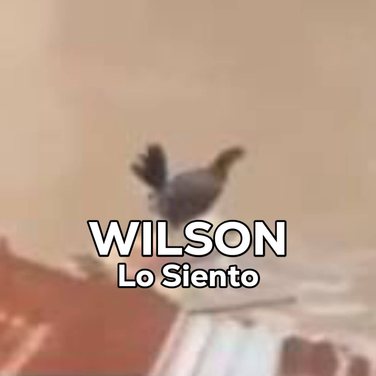 Stiker meme ayam lucu WhatsApp: Wilson Lo Siento ayam bahasa dari Spanyol