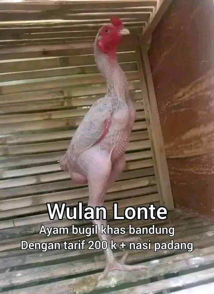 Stiker meme ayam lucu WhatsApp: Wulan Lonte, ayam bugil khas Bandung dengan tarif 200k + nasi padang