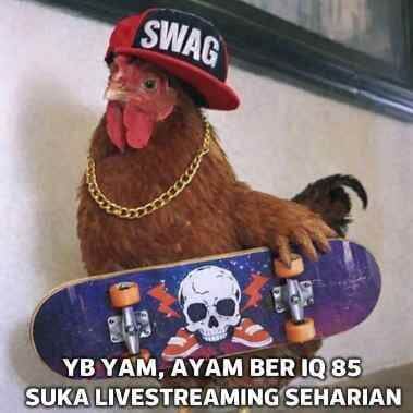 Stiker meme ayam lucu WhatsApp: YB Yam, ayam ber IQ 85 suka livestreaming seharian