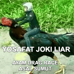 Stiker meme ayam lucu WhatsApp: Yosafat Joki Liar, ayam drag race asal Sumut